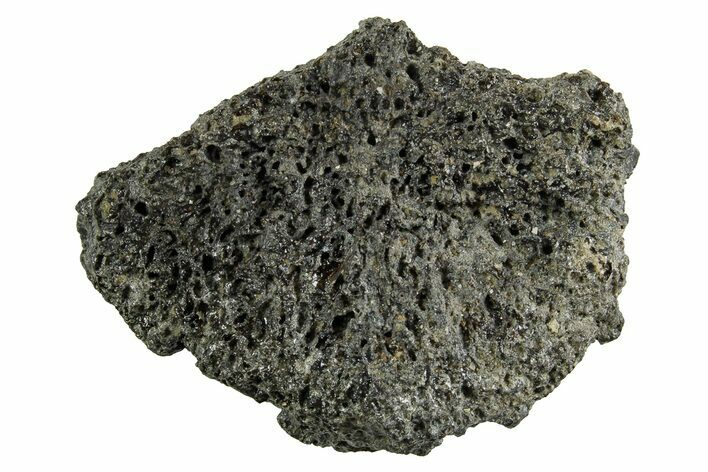 Fossil Glyptodont (Glyptotherium) Bony Armor Osteoderm - Florida #362358